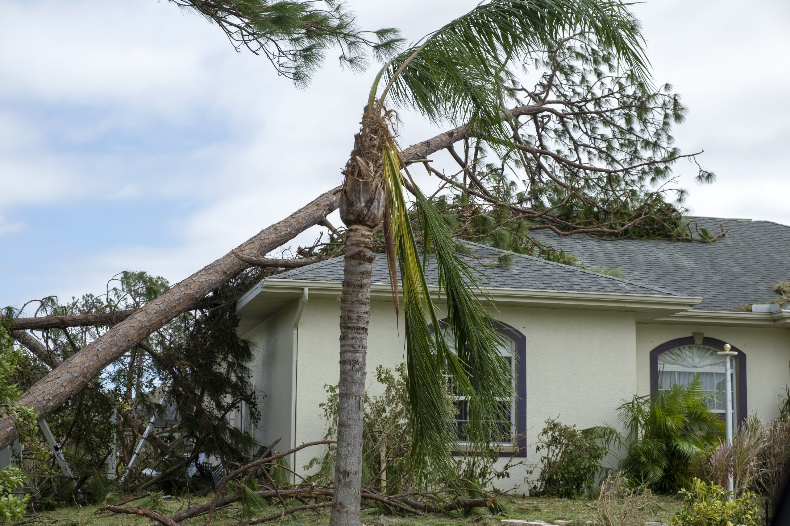 Fallen tree on house roof causing visible damage and broken shingles.