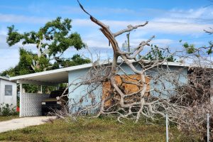 Fallen down tree after hurricane in Florida.