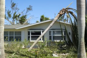 Hurricane damage to palm tree on Florida house backyard.